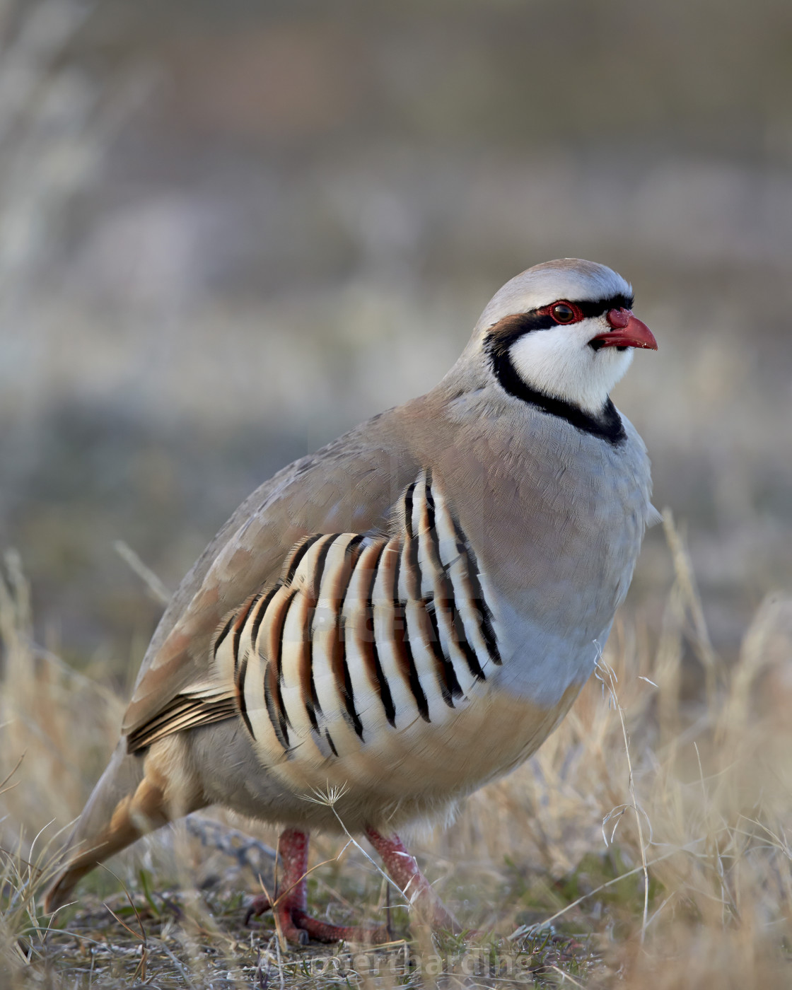 Chukar (Alectoris chukar), Antelope Island State Park, Utah, United